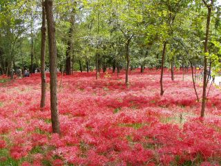 曼珠沙華の絨毯!!