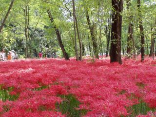曼珠沙華の絨毯!!