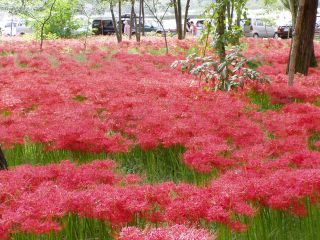 曼珠沙華の絨毯!!