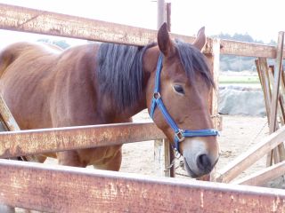 お馬さんまでいます