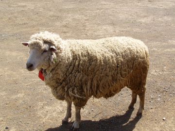 羊がいました