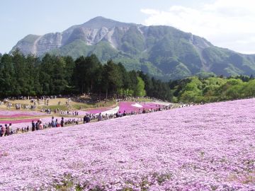 一面の芝桜