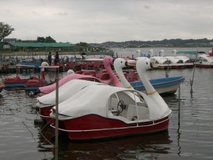 手賀沼のスワンボート