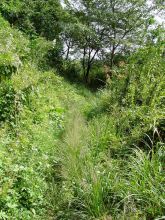 ほとんど道無き道状態!