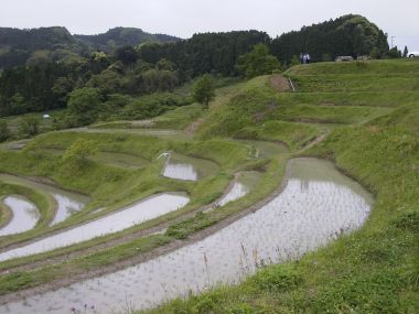 千枚田
