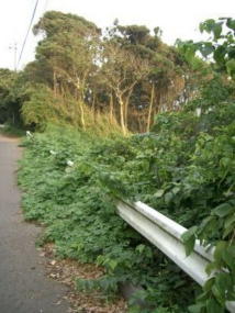 ジャングルのような山道