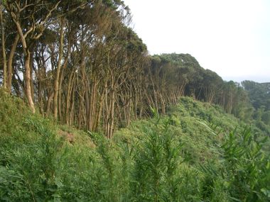 ジャングルのような山道2